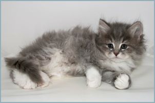 Male Siberian Kitten from Deedlebug Siberians